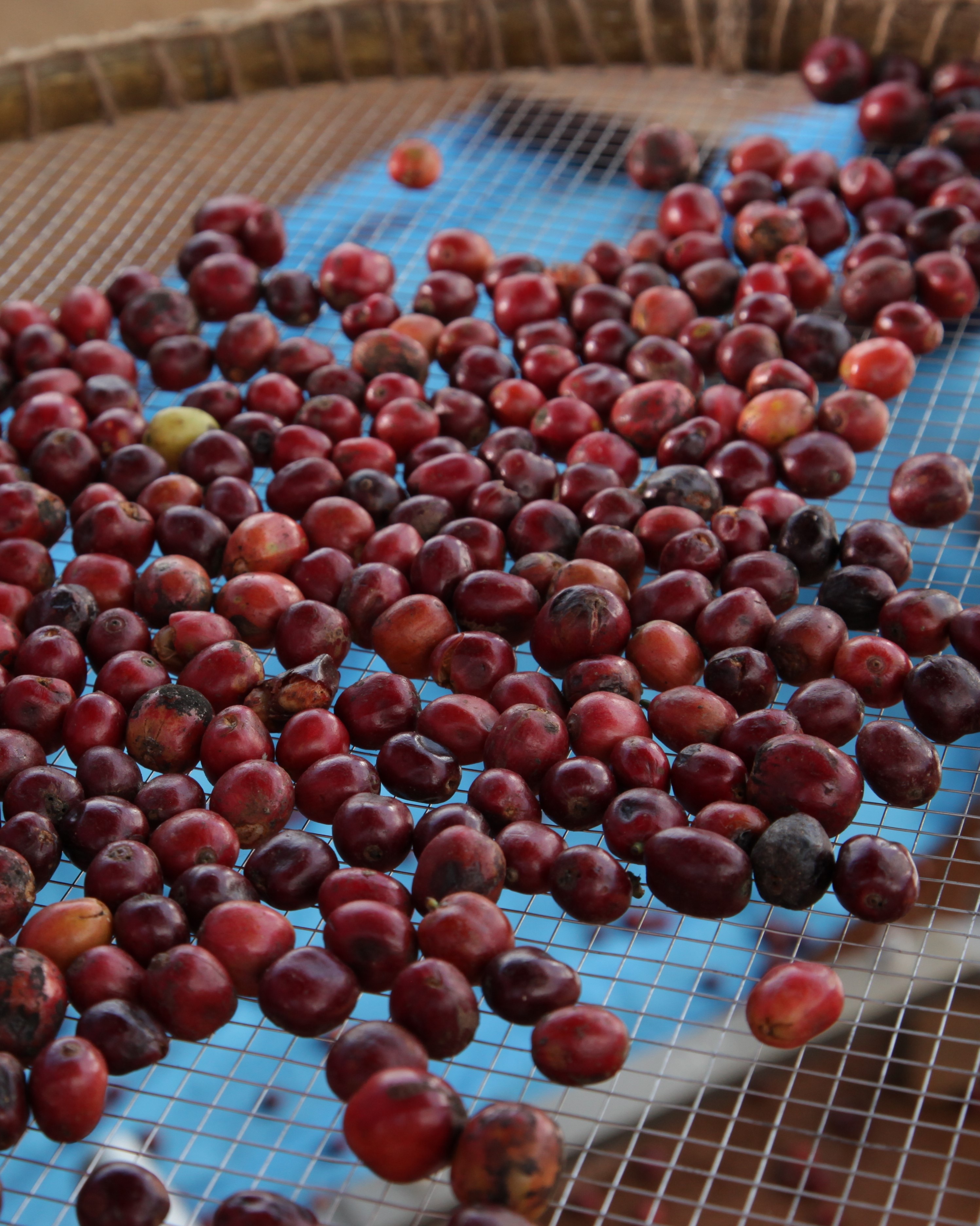 Millised on erinevad kohvioatüübid?