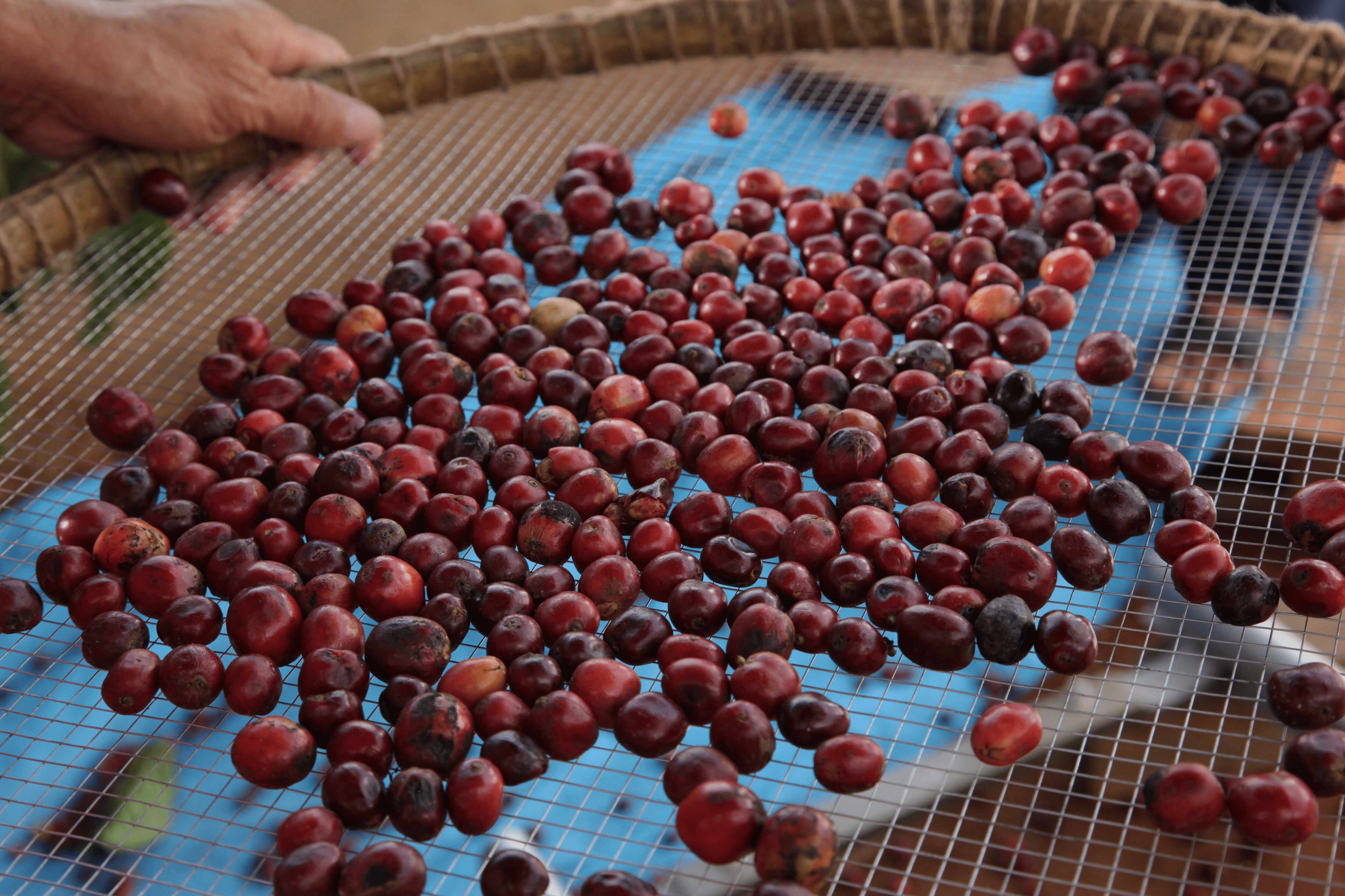 Millised on erinevad kohvioatüübid?